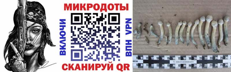 дарнет шоп  Мценск  Галлюциногенные грибы мухоморы 